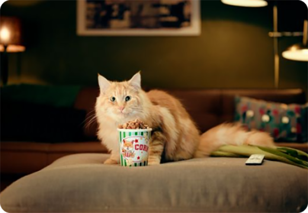 Louis de kat op de bank met popcorn