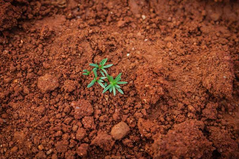 Tierra y plantita