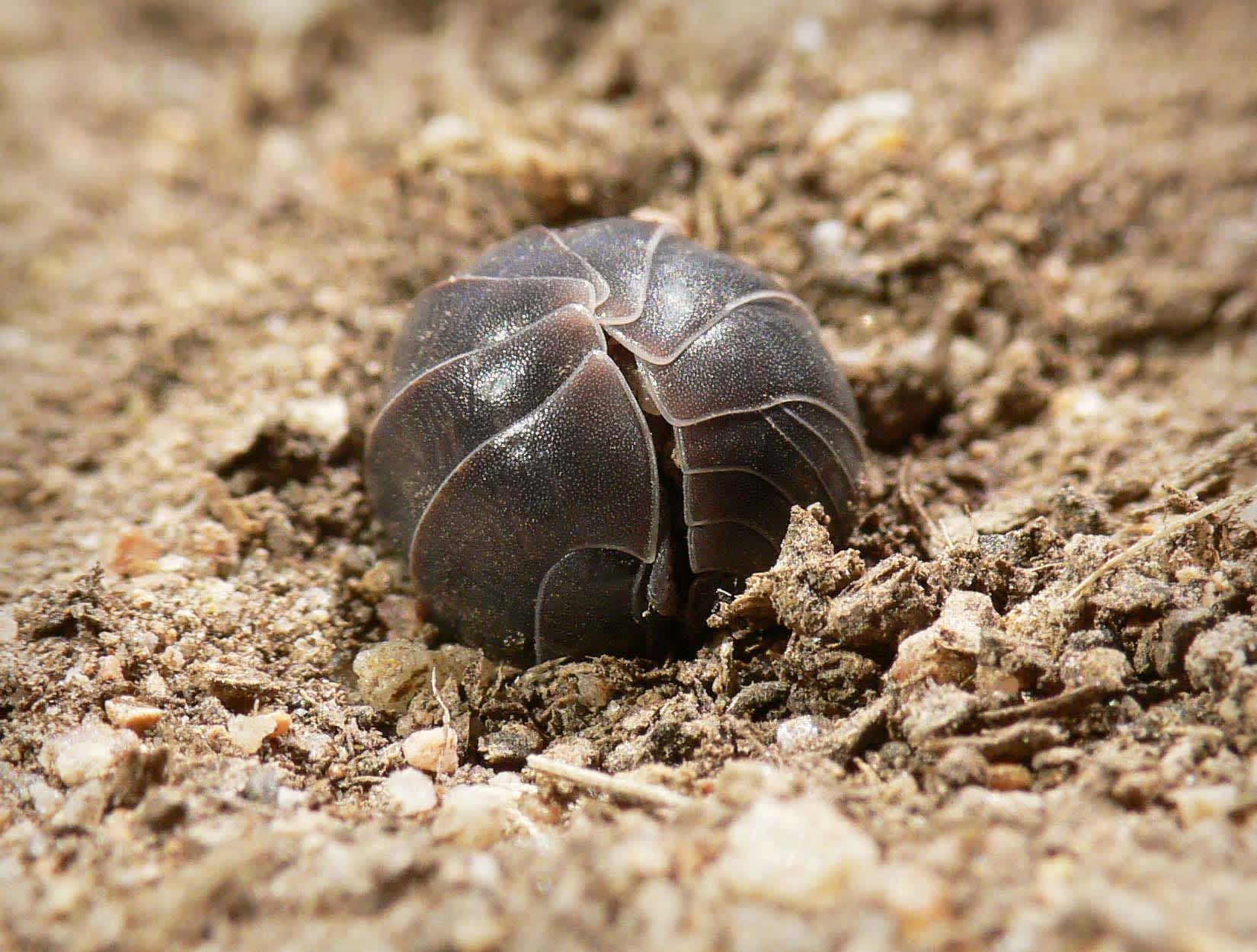 Bicho bolita