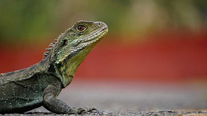 Lagarto