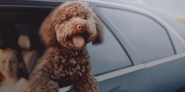 A dog with its head outside a car window
