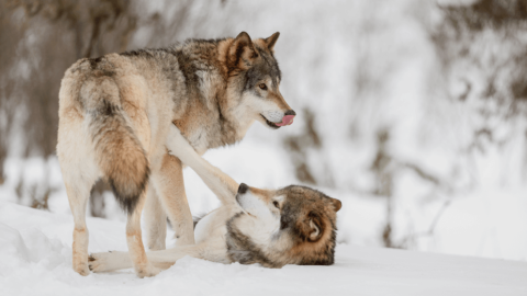 Wolves playing in snow