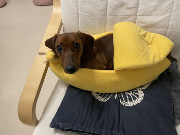 Milo is also a very cute dog and loves his banana bed