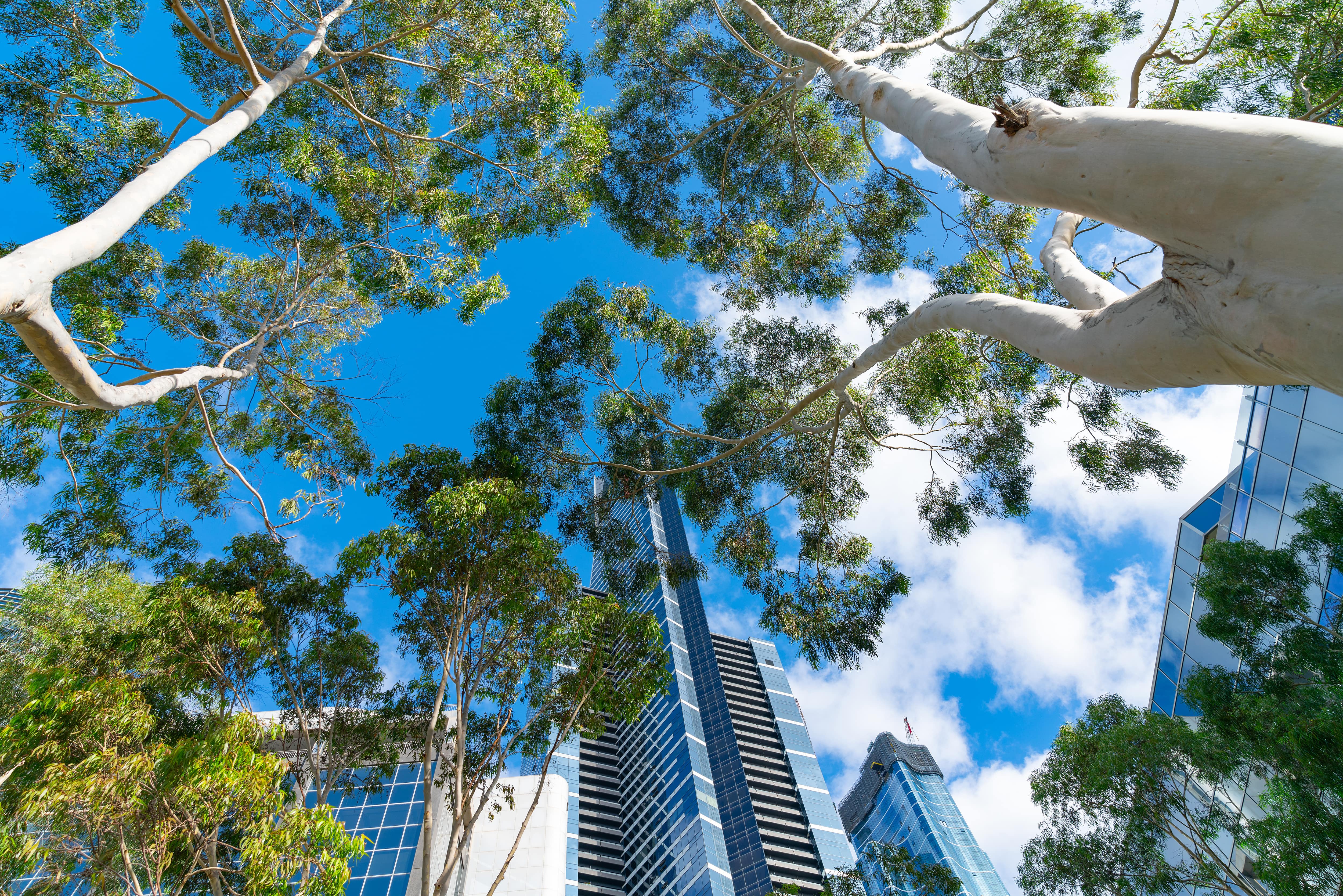 Trees and buildings