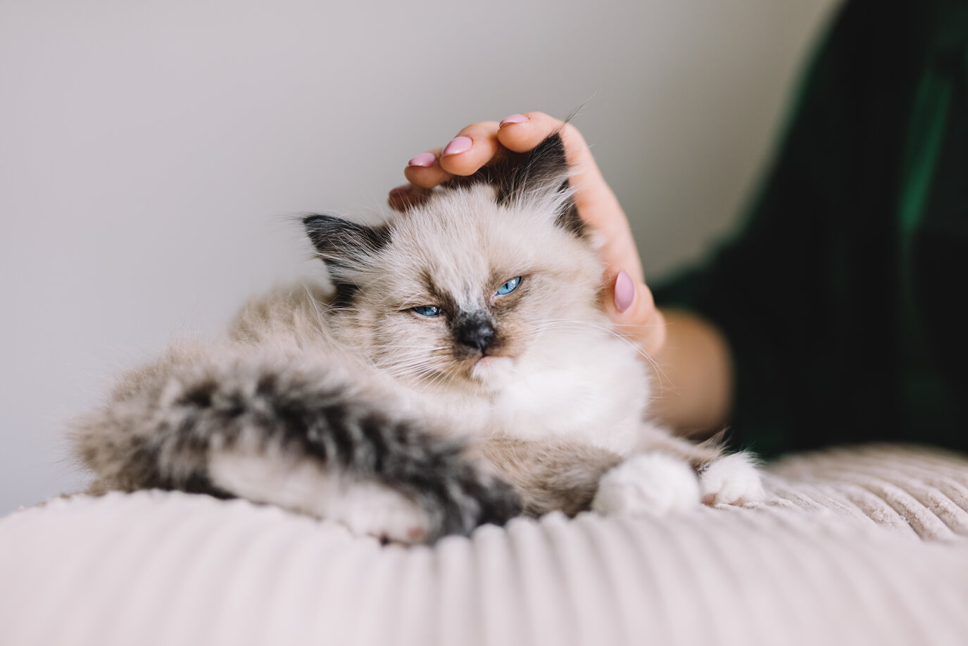 child cat care ragdoll 