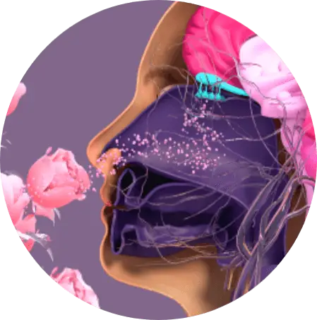 Anatomic view of the human head experiencing smells