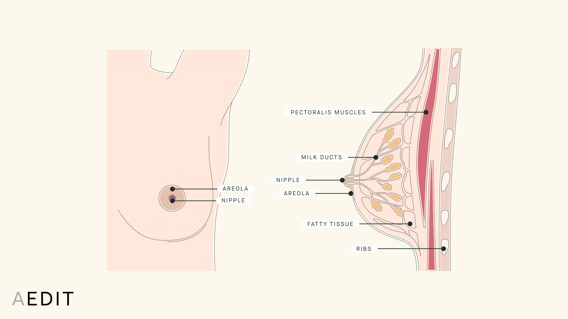 Breast Shape & Size Overview - Causes, Treatment Options, and More