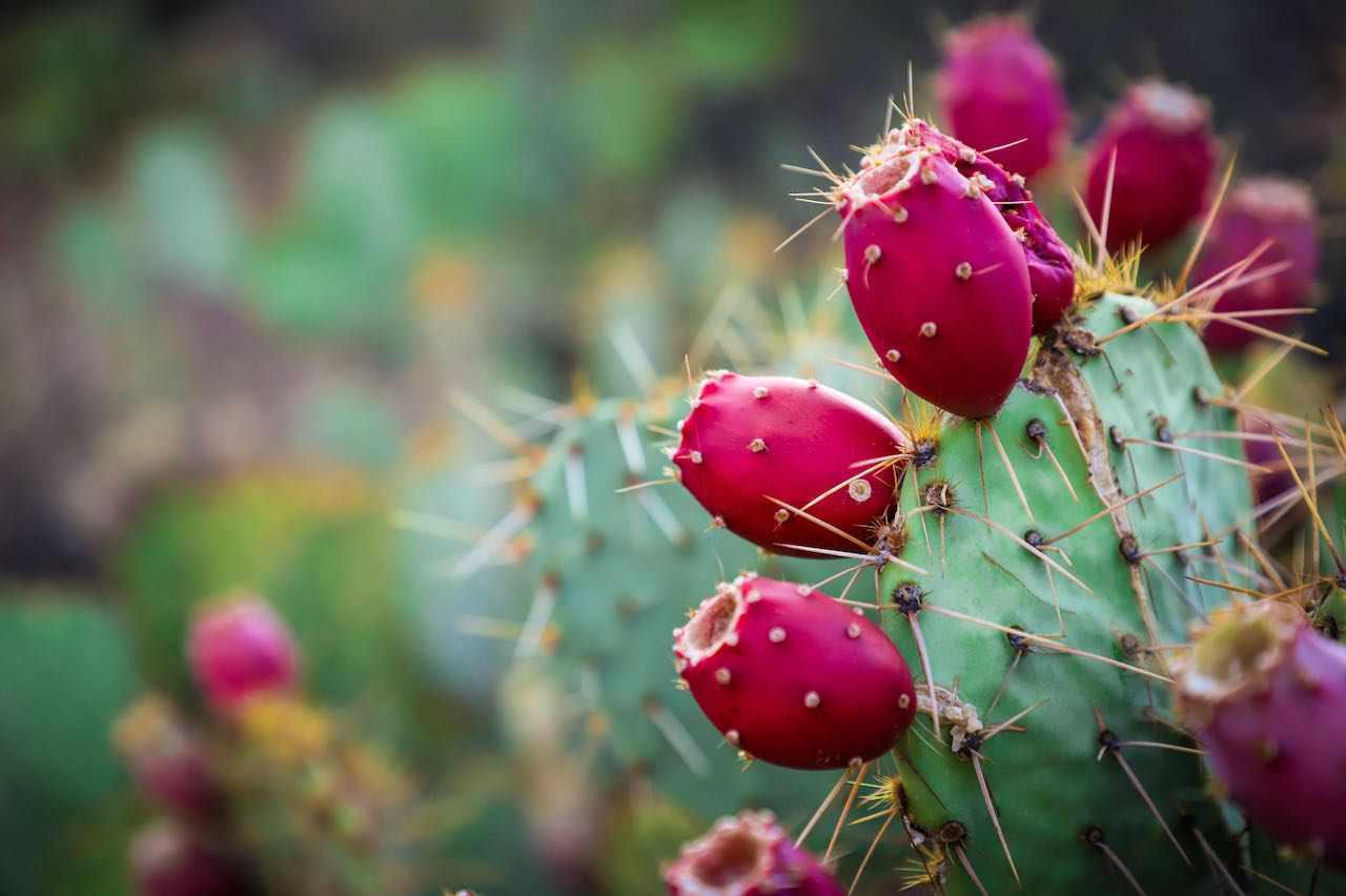 Why Prickly Pear Is The 'It' Ingredient For Skin And Hair | The AEDITION