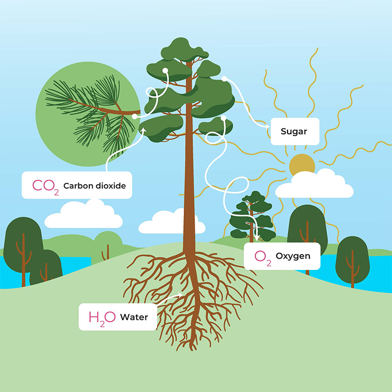 Photosynthesis