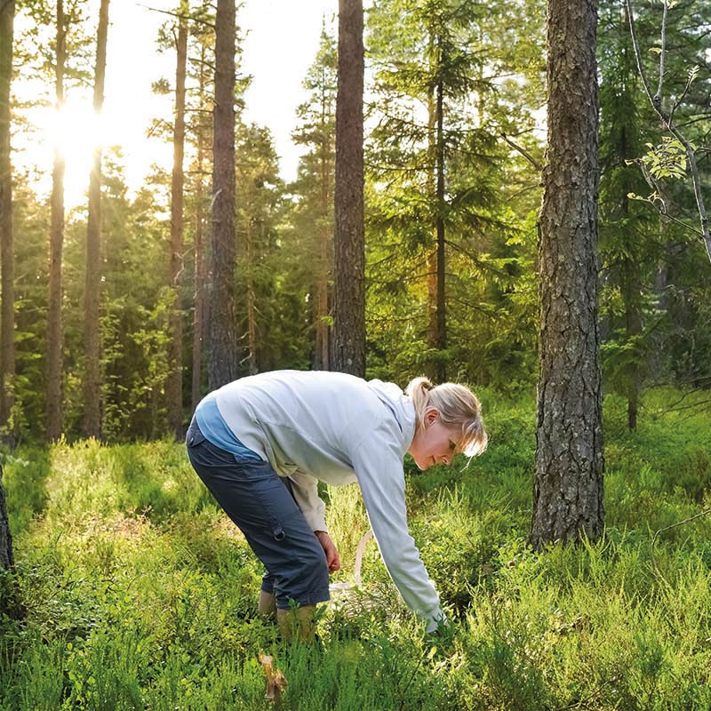 Forests are vital in mitigating climate change