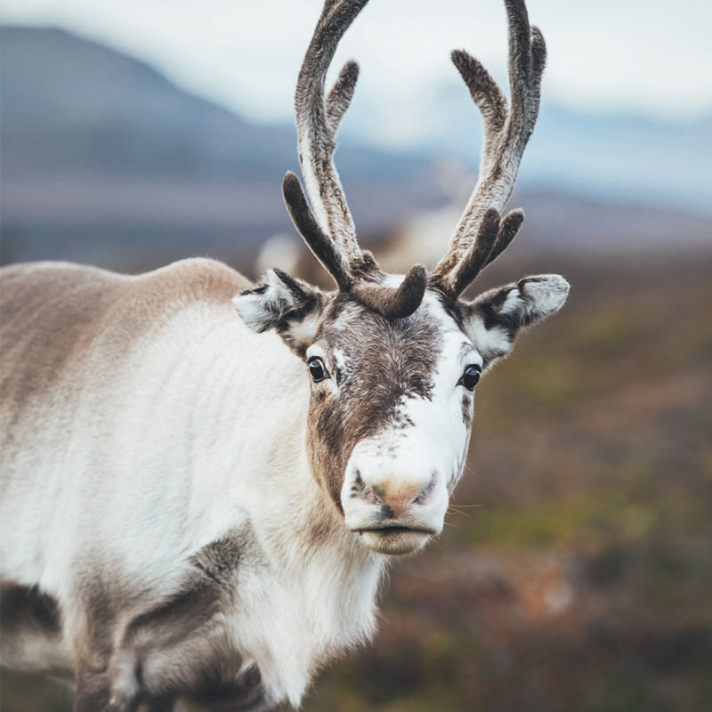 Nature and forest signify many different things to Finns