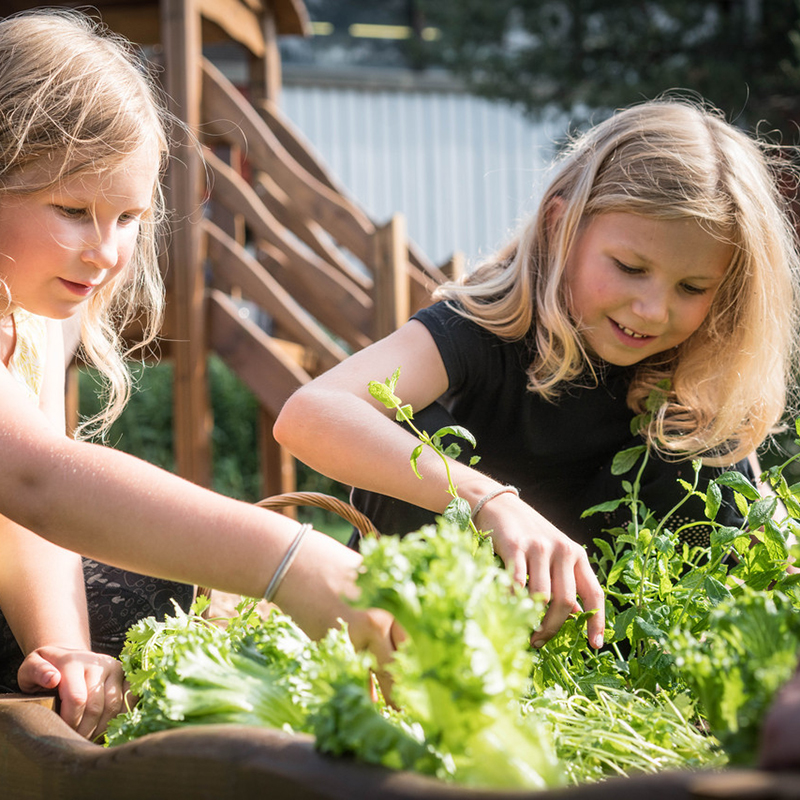 Two young girls with blonde hair are gardening outdoors on a sunny day. They are picking leafy green vegetables from a raised wooden garden bed, smiling as they work together. In the background, there is a wooden structure and greenery.