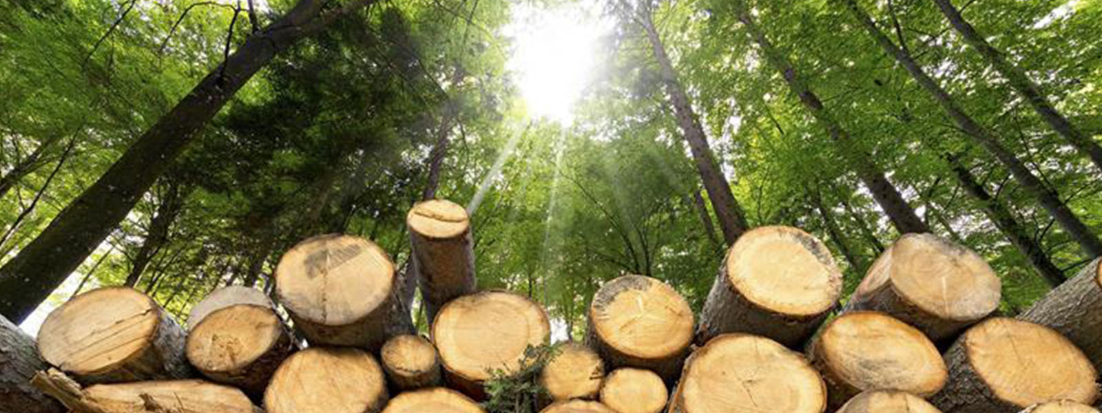 An upward view of a forest with tall, dense trees and sunlight streaming through the canopy. In the foreground, there is a large stack of freshly cut tree logs, showcasing the contrast between the natural forest and the harvested wood.