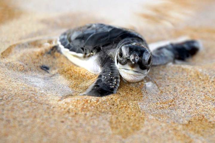 baby-sea-turtle-marcio-scatrut