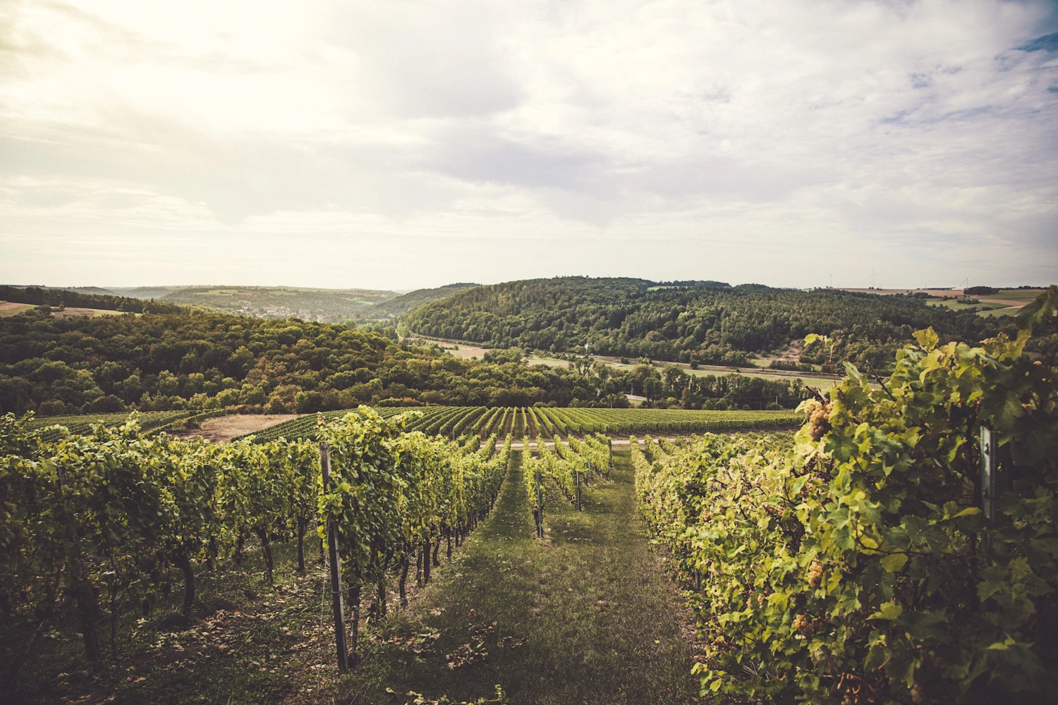 Blick durch Reblagen auf die Neckarzuflüsse Kocher und Jagst. Sie haben sich im einem weiten Bogen tief in die Weinberge eingeschnitten. Im Hintergrund sieht man bewaldete Hügel. 