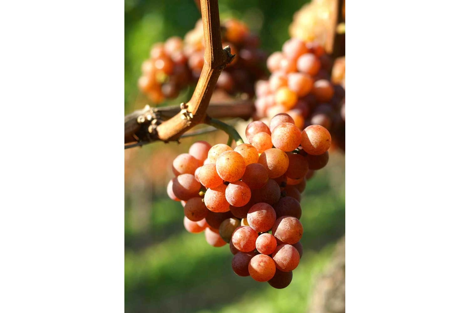 Großaufnahme der Rebsorte Gewürztraminer
