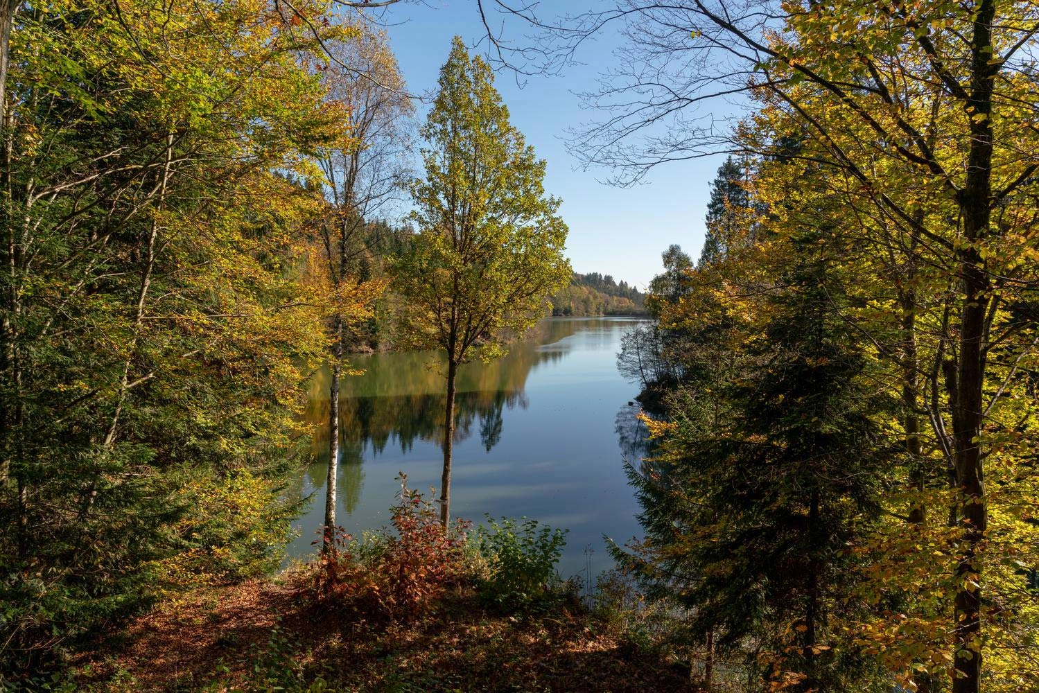 View through an autumnal forest to a lake.