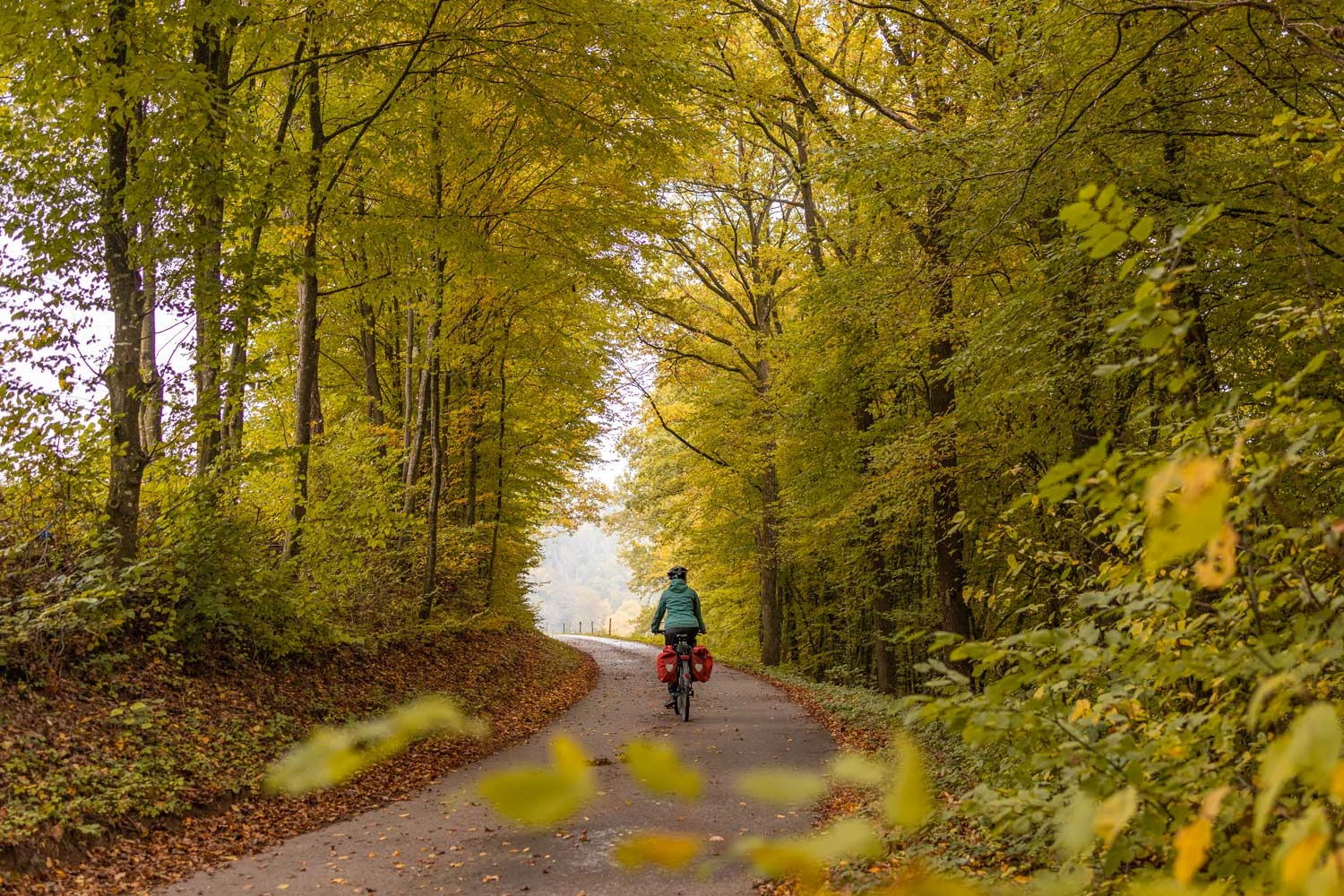 A person rides a bicycle on a paved road through a forest.