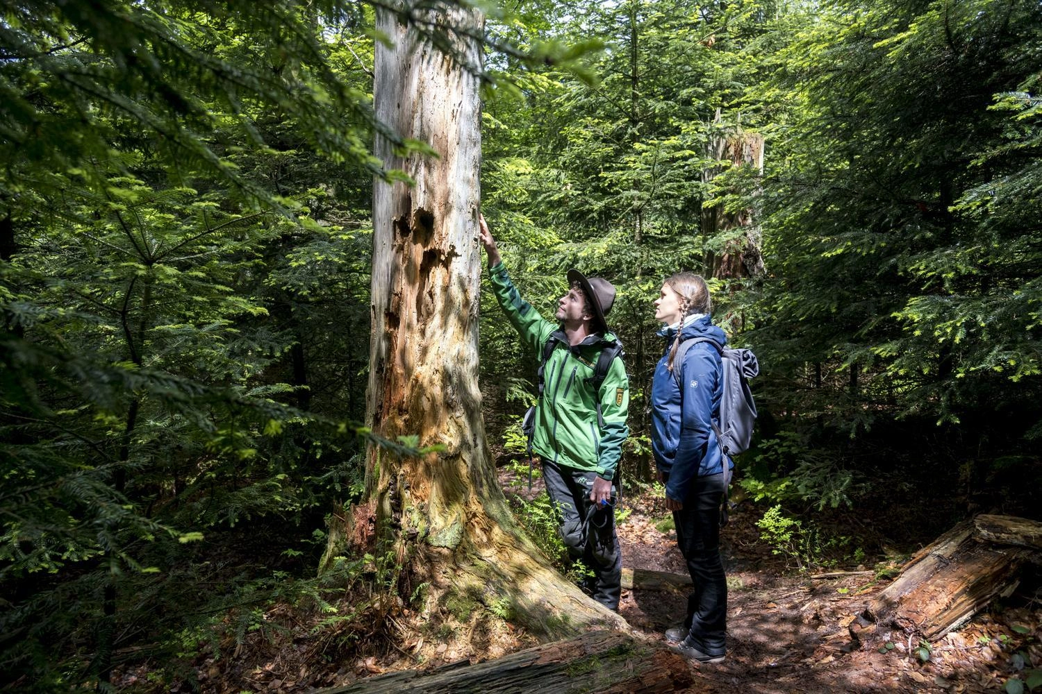 Ein Ranger und eine Wanderin begutachten einen Baumstamm im Wald.
