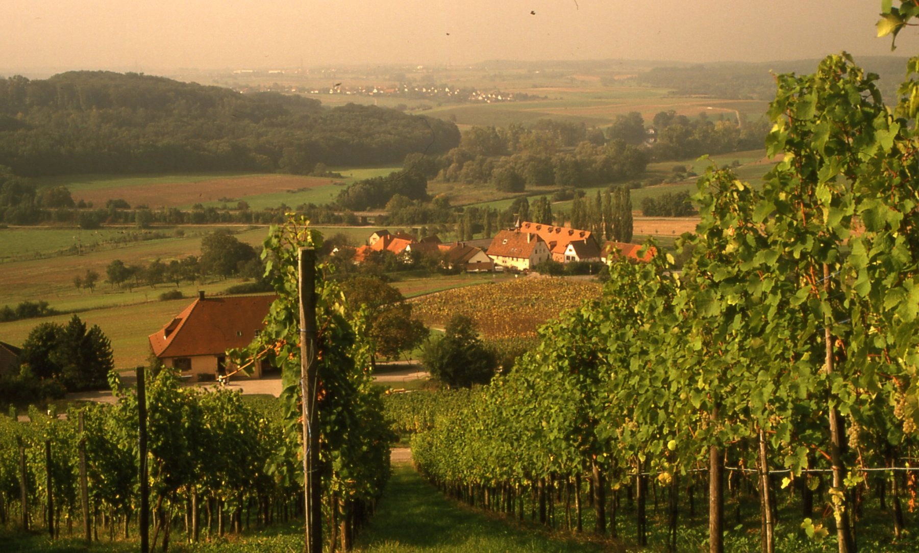 Blick von einem Weinberg herunter auf eine Häuseransammlung.