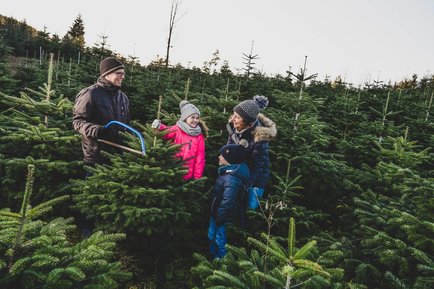 A family cuts down their Christmas tree, surrounded by many other Christmas trees.