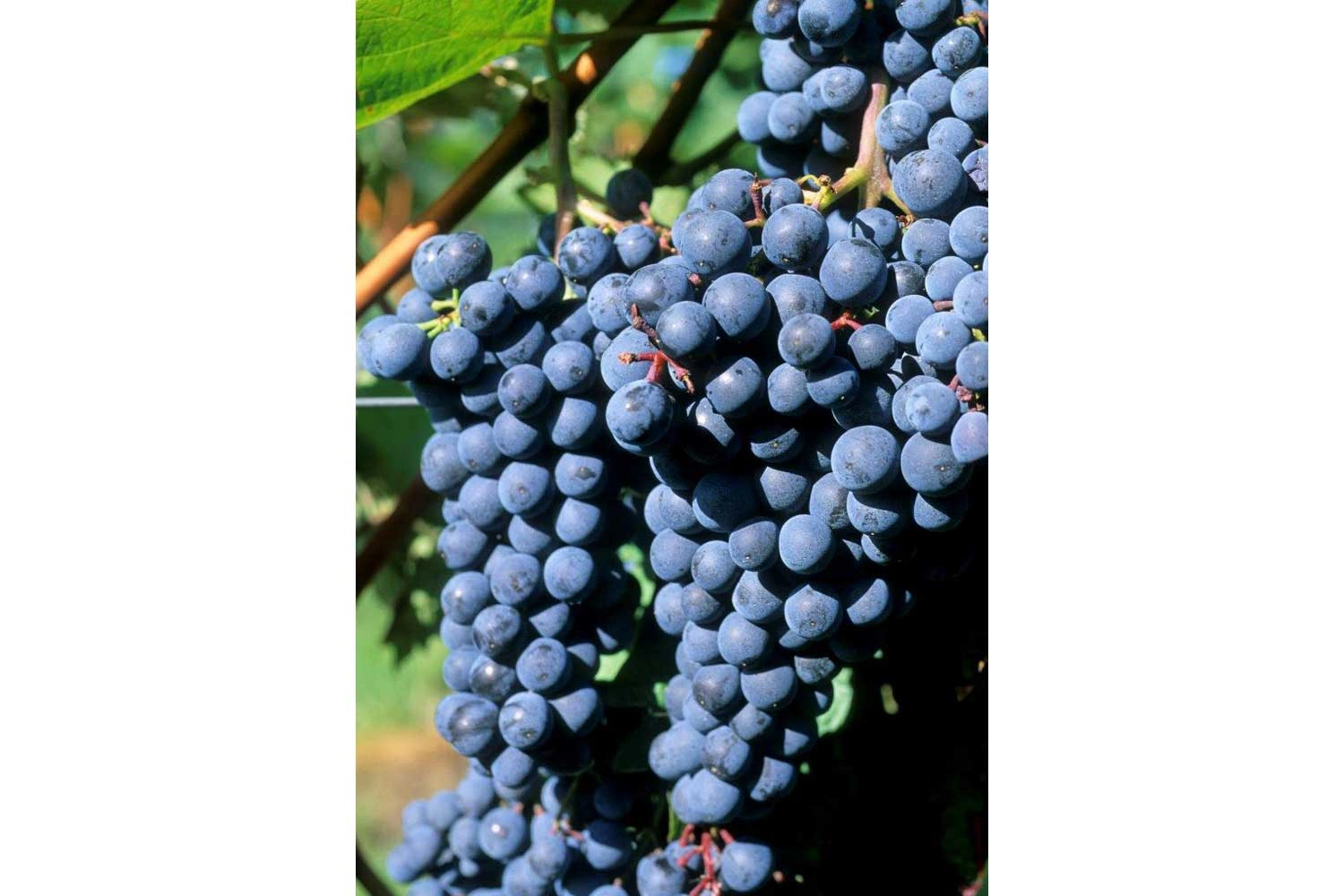 Close-up of a Dornfelder red grape