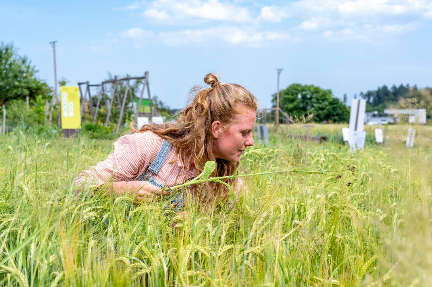 A woman kneels in a barley field and examines the plants.