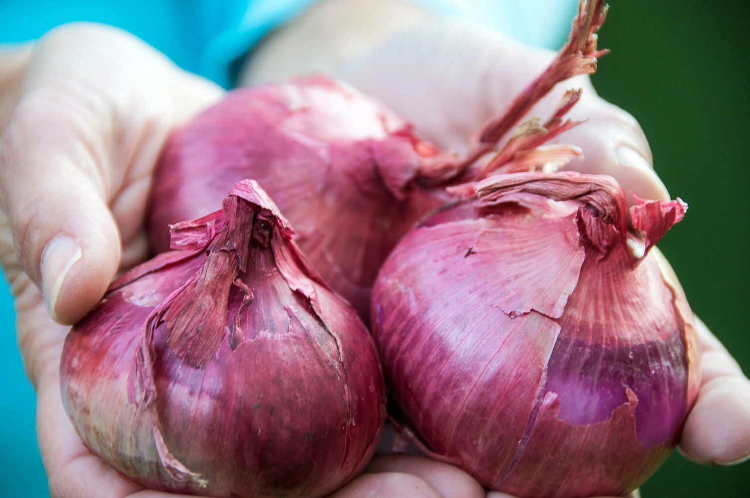 Three red onions are in your hands.