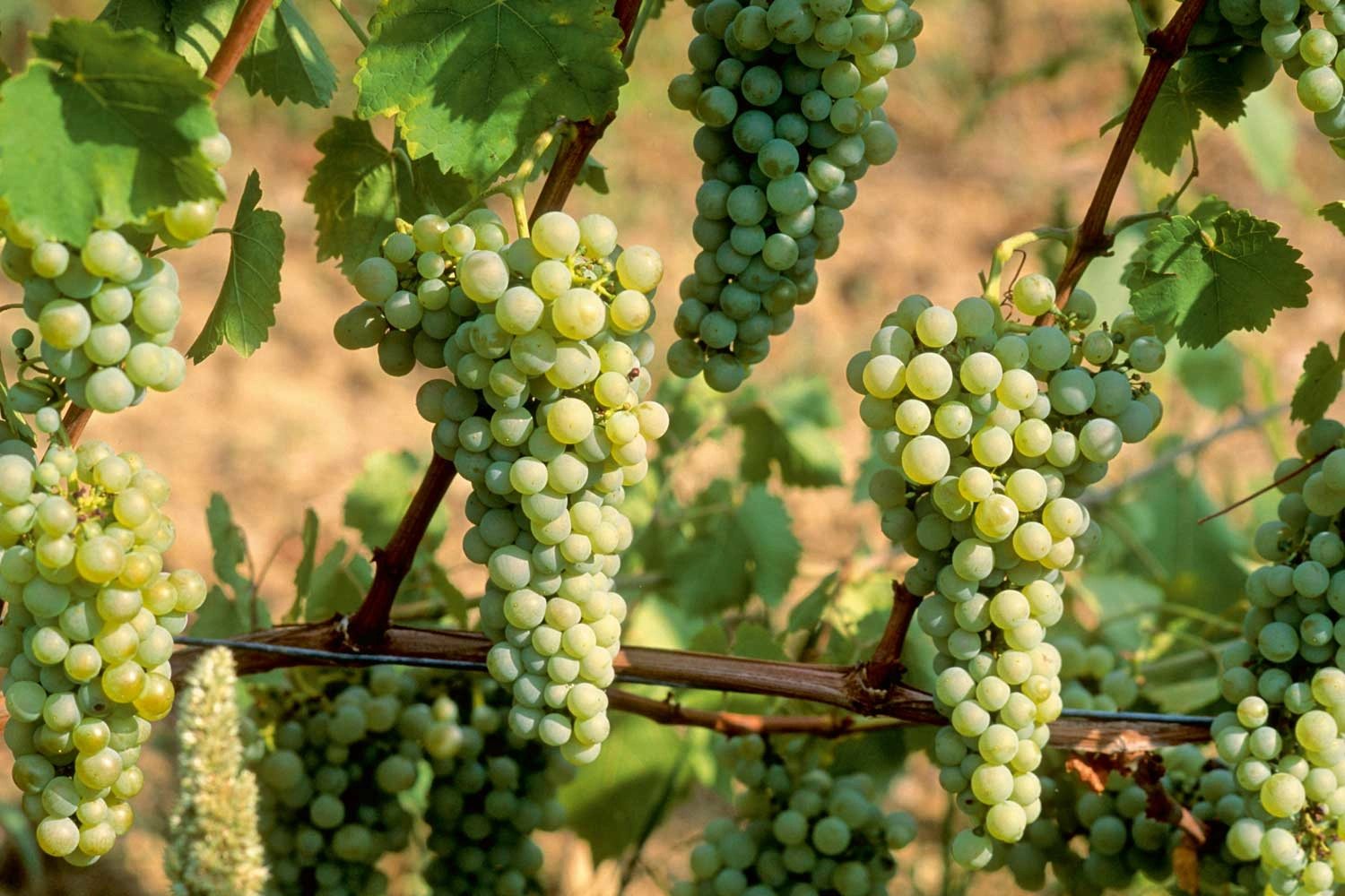 Close-up of the Chasselas grape variety
