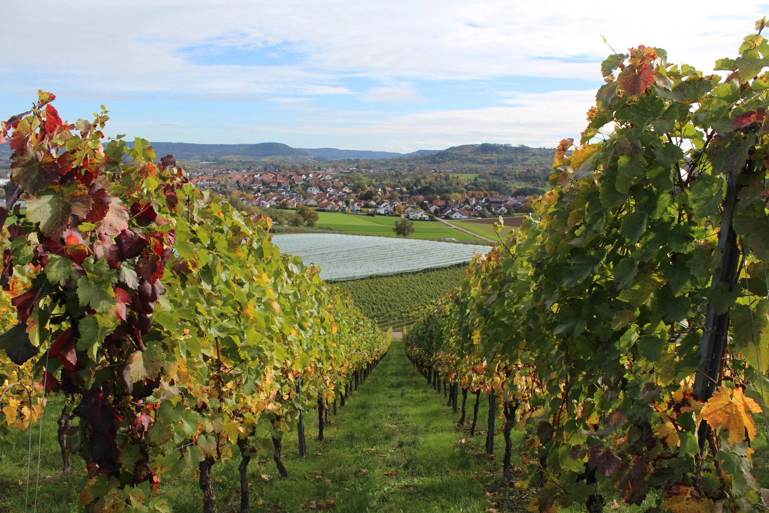 Blick durch die Rebhänge der Weinregion Hohenlohe ins Tal. Weinberge und Streuobstwiesen prägen die Landschaft. Im Hintergrund blickt man auf die Ortschaft Pfedelbach. 