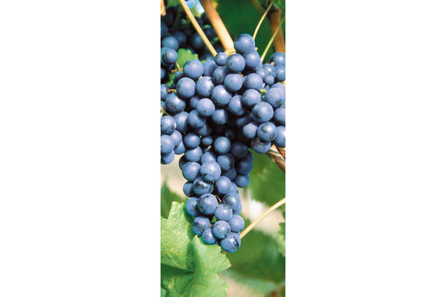 Close-up of a red wine grape Acolon