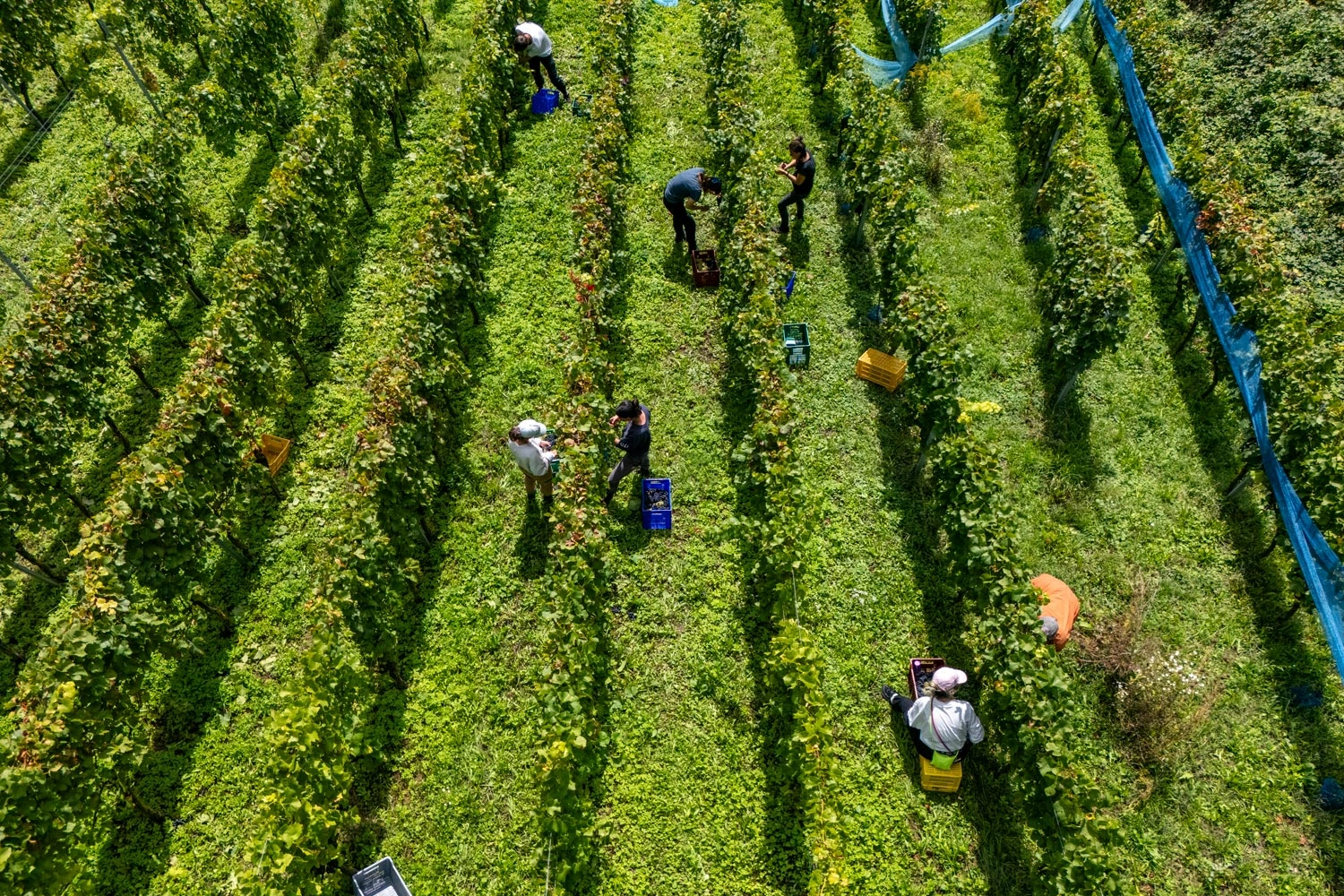 Several people are harvesting grapes in a sunny vineyard, among green vines and with crates for the grapes on the ground.