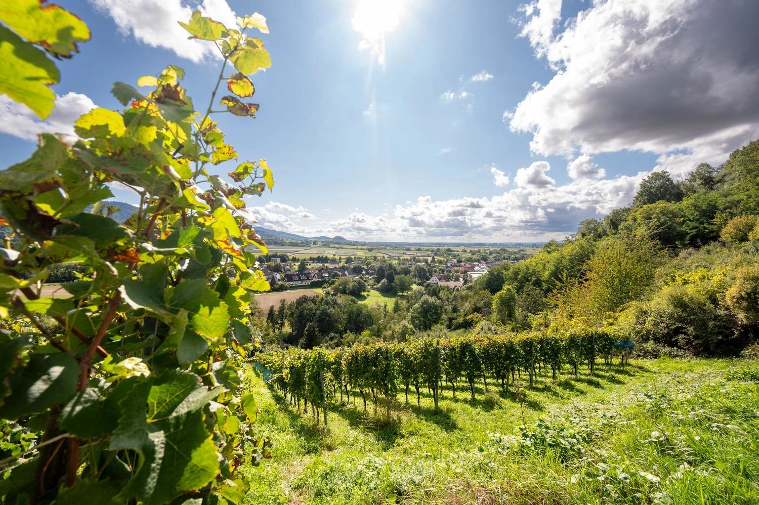 Blick durch grüne Weinreben auf sonnige Weinberge und ein Dorf in der Ebene, unter blauem Himmel mit Wolken und strahlender Sonne.