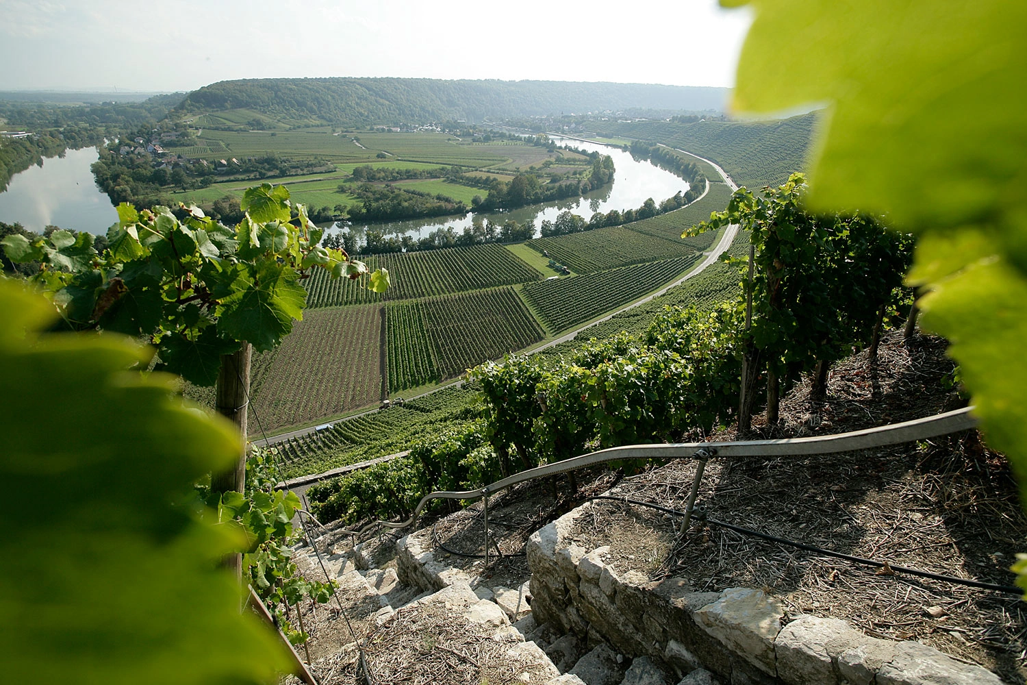 View over the Mundelsheim Neckar loop. All around are flat vineyards and terraced steep slopes.