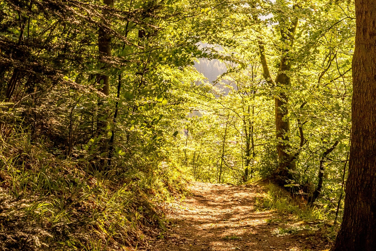 Sonnendurchfluteter Waldweg, eingerahmt von dichtem grünen Laub und warmem Licht, das durch die Bäume fällt.