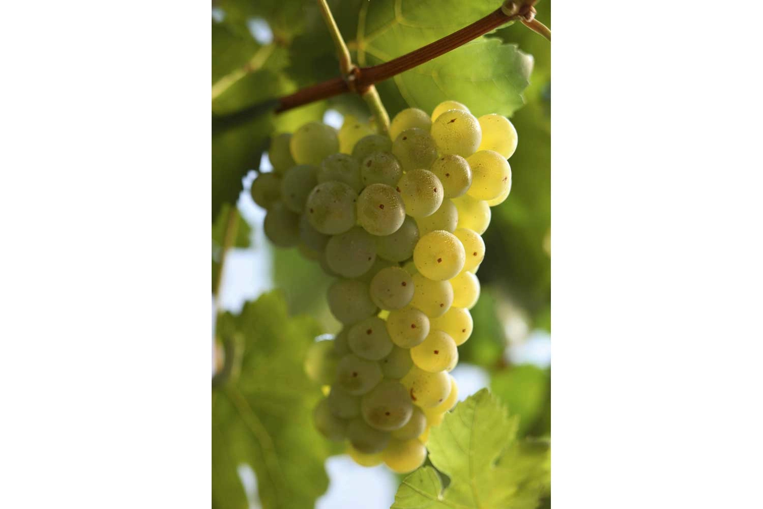 Close-up of the Scheurebe grape variety