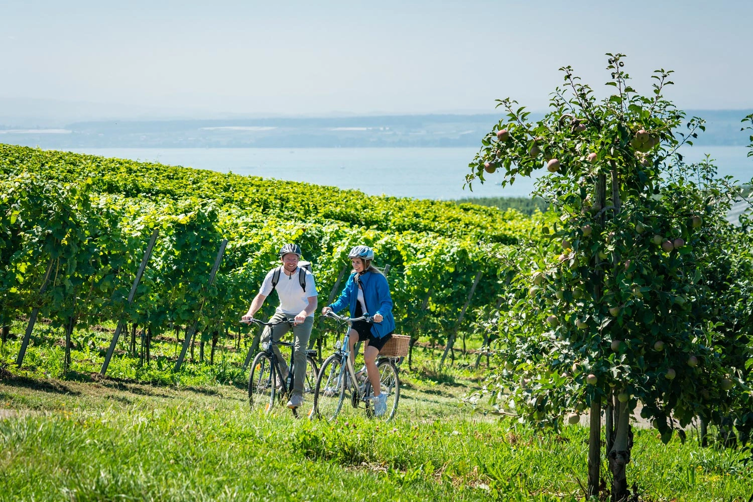 Zwei Radfahrende fahren auf einem Weg durch grüne Weinberge oberhalb des Bodensees.