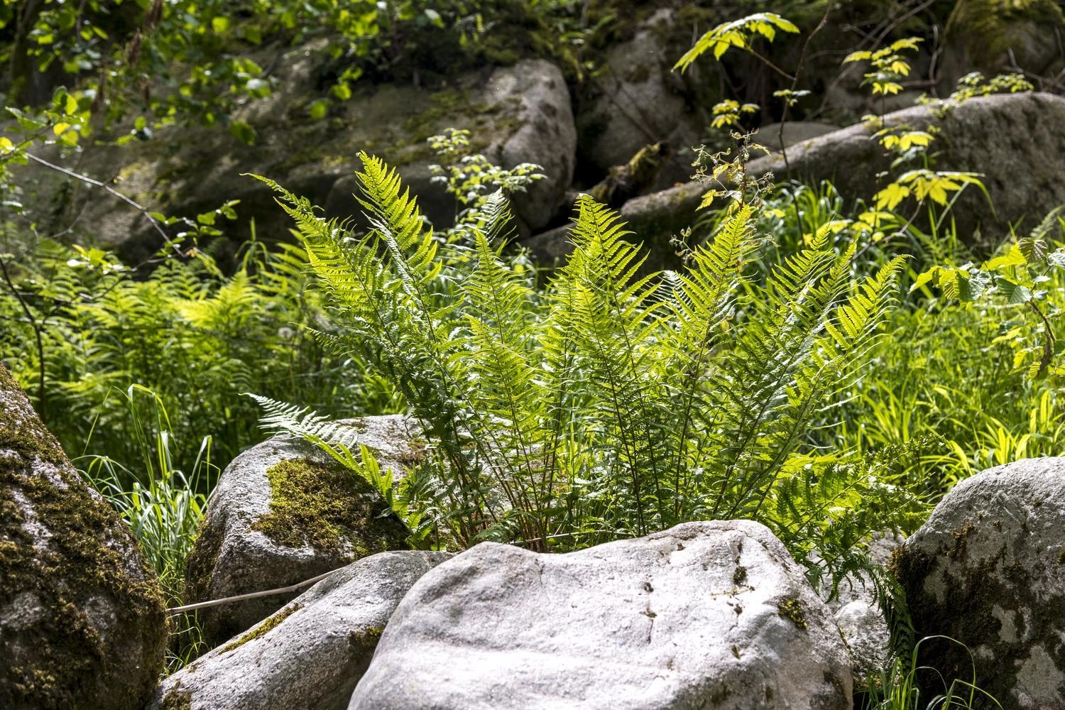 Close-up of ferns on a stone