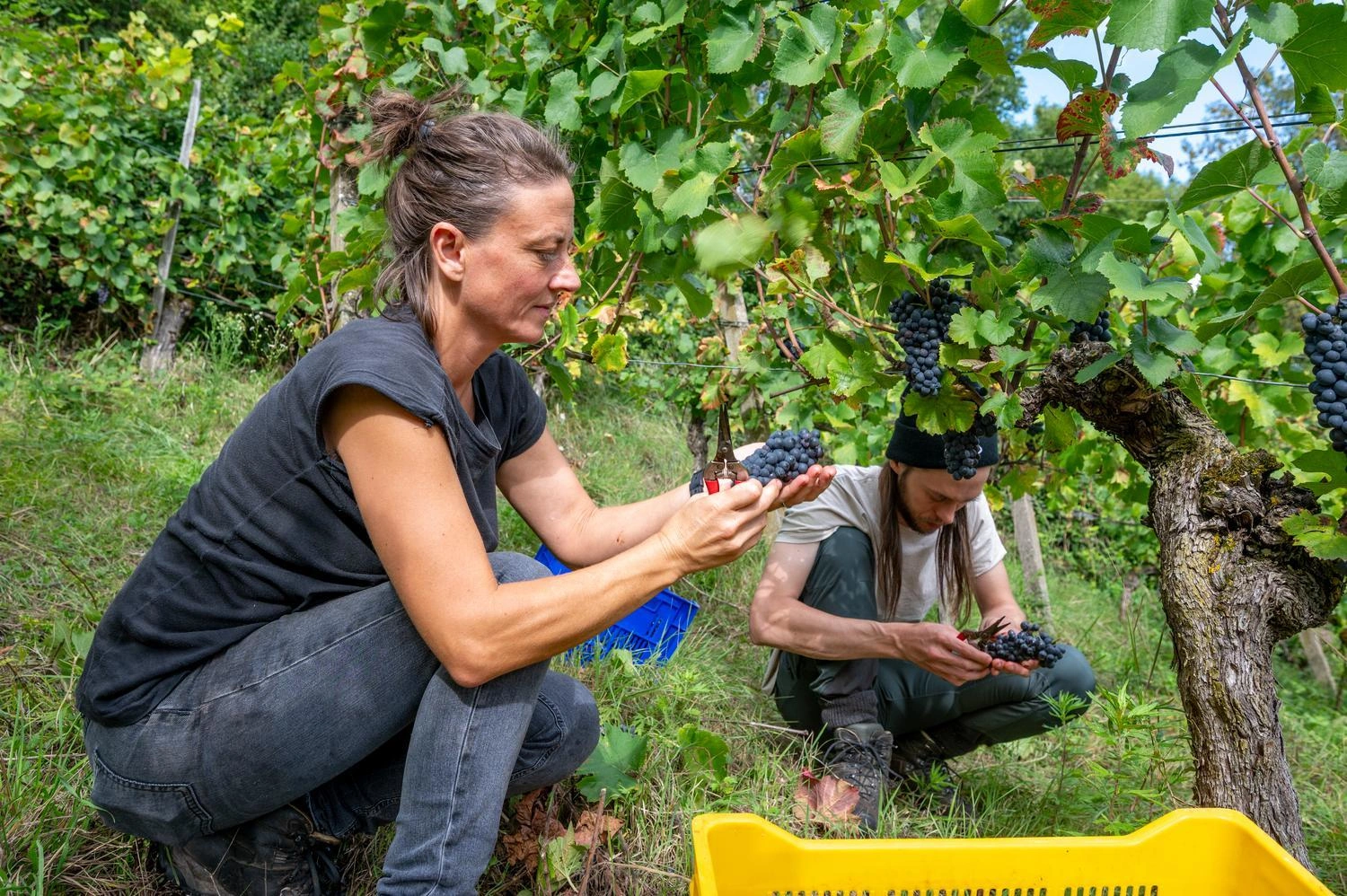 Two people harvest dark grapes from vines and place them in a yellow crate, surrounded by green foliage in a sunny vineyard.