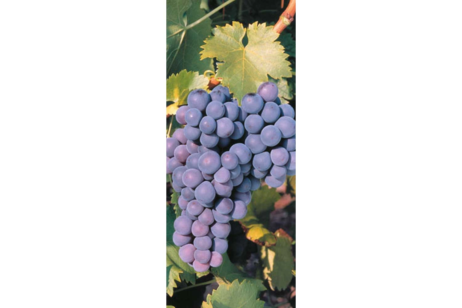 Close-up of a red wine grape Trollinger