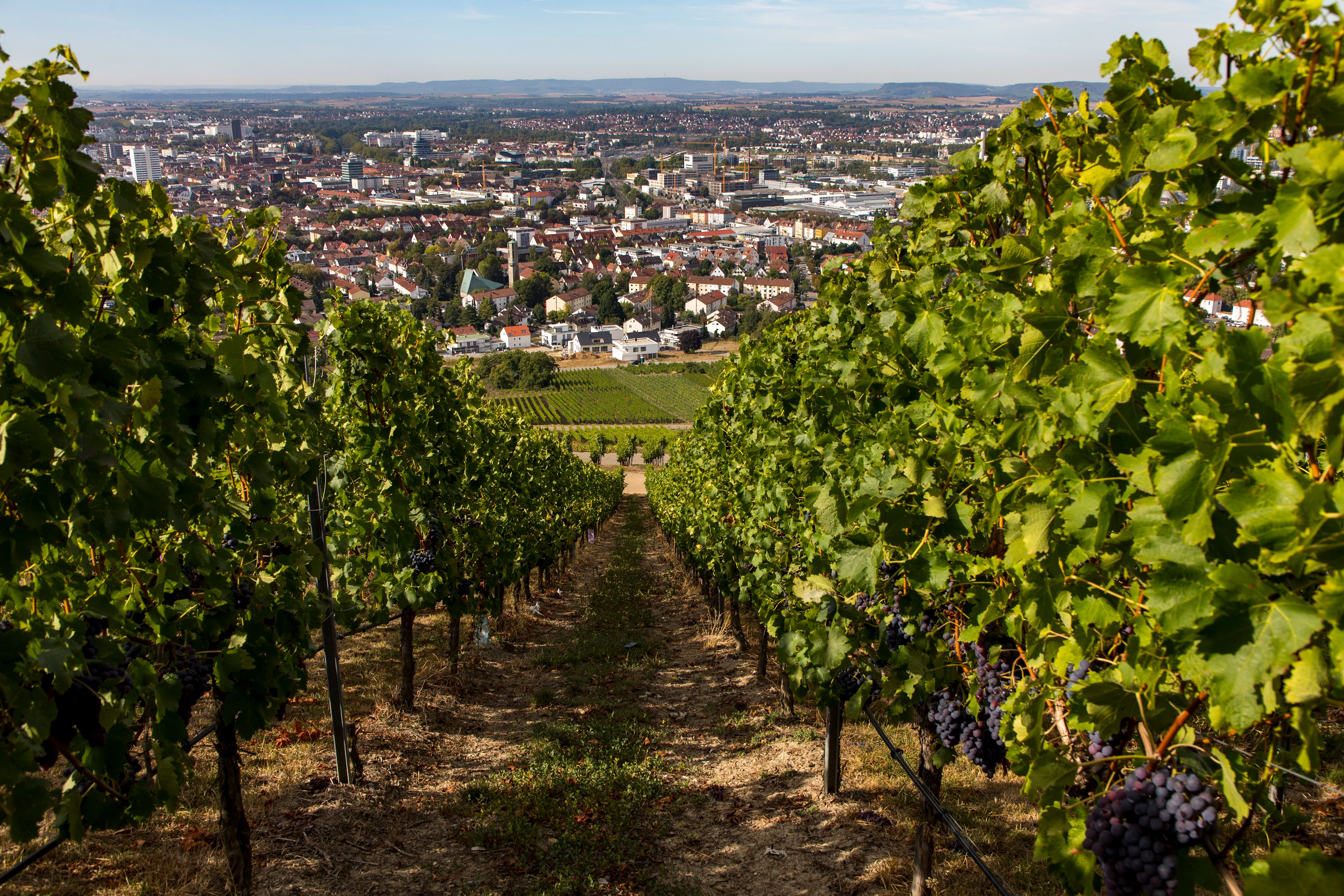 Weitläufiger Blick durch grüne Rebenreihen mit reifen Trauben auf die Stadt Heilbronn unter blauem Himmel.