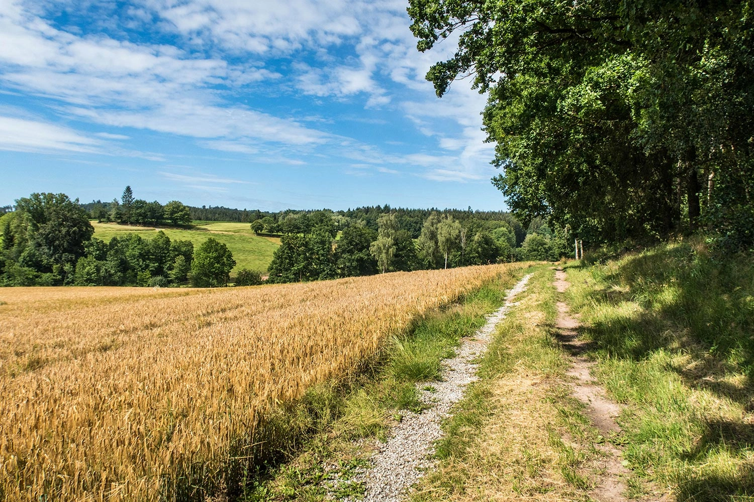 A hiking trail runs along a field at the edge of the forest.
