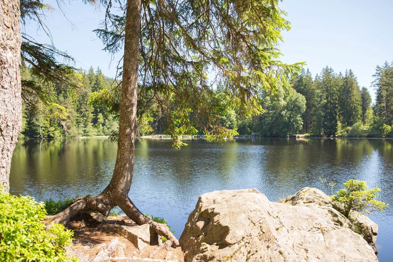 Ein idyllischer See umgeben von Wäldern.