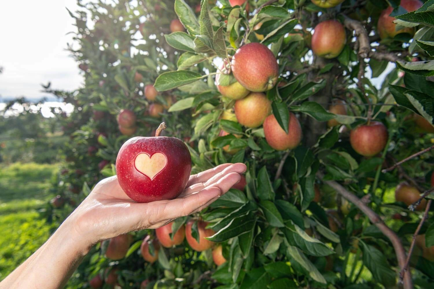A heart is carved out of the skin of an apple. It lies on a hand in the middle of an apple orchard.