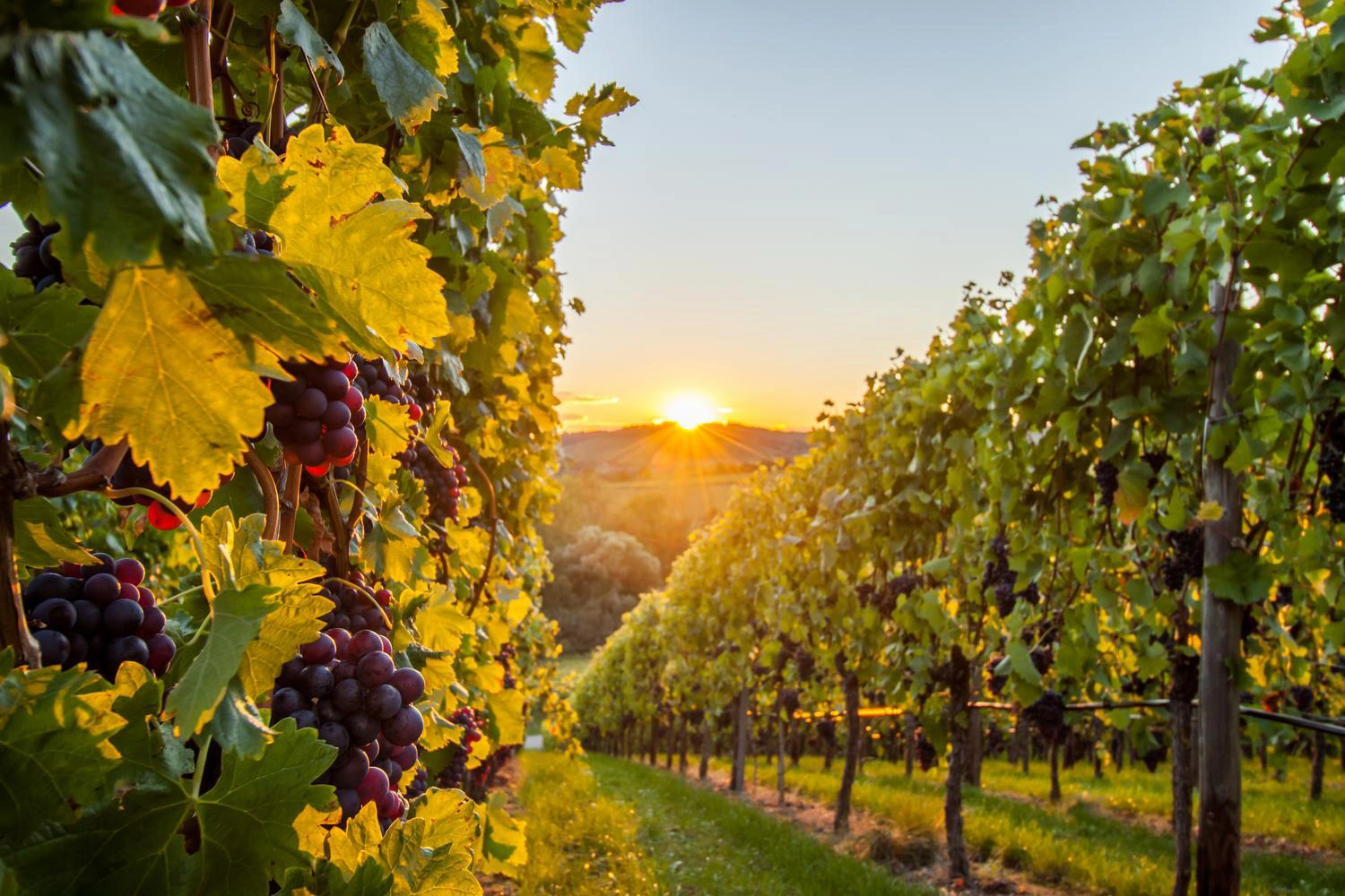Sonnenuntergang in den Weinbergen: die Weinstöcke hängen voller Trauben