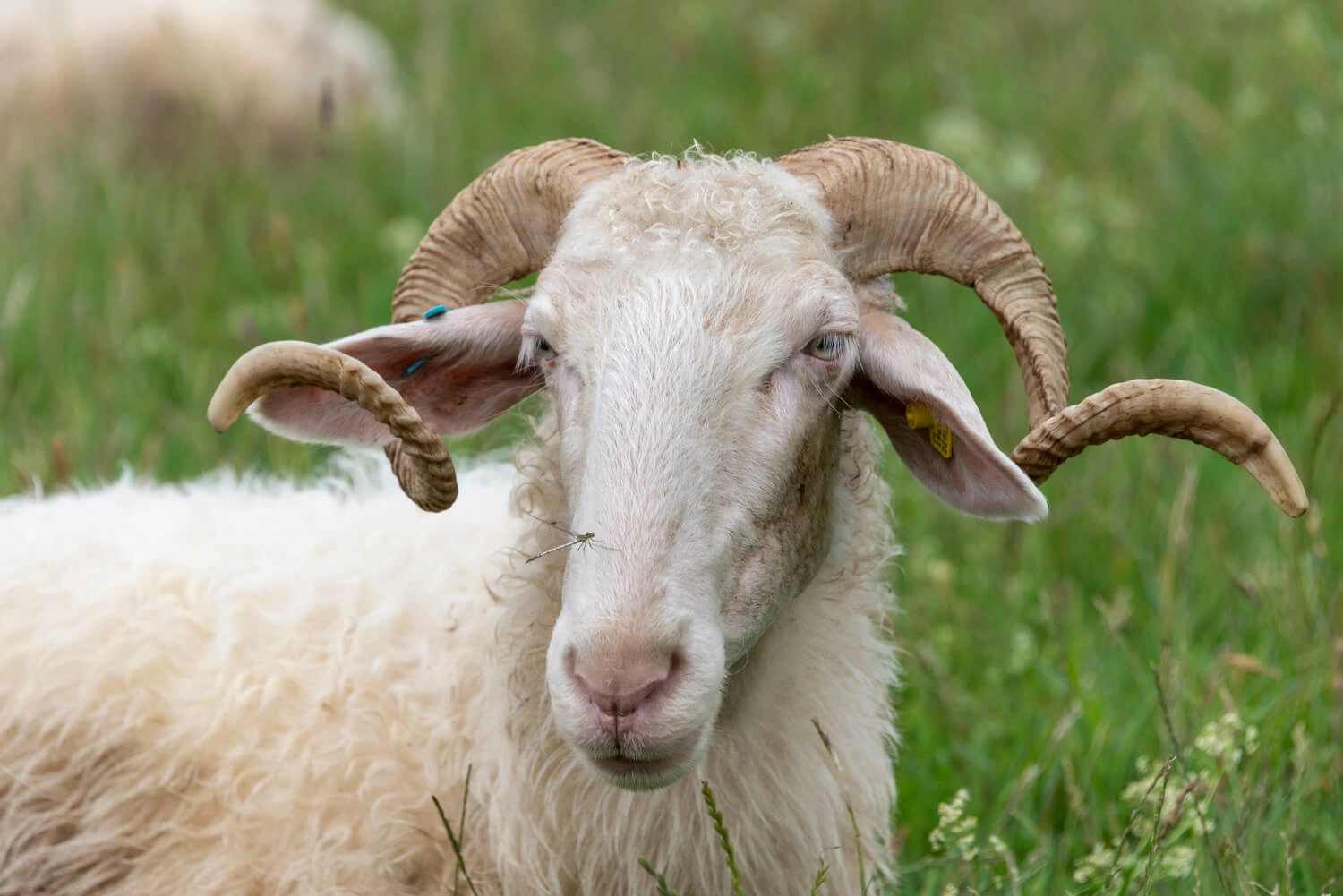 Close-up of a ram in a meadow.