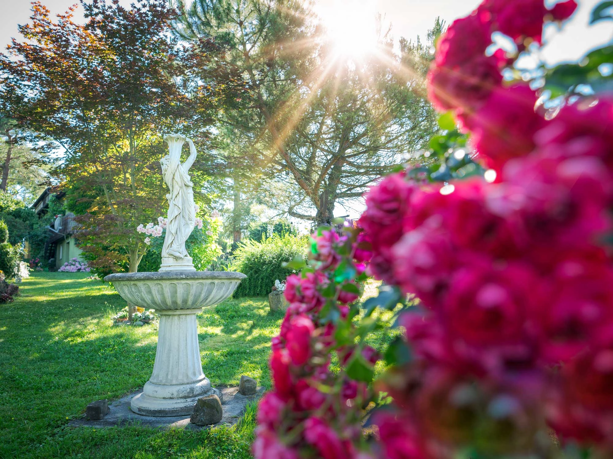 A white, stone status stands in a garden with blooming rose bushes.