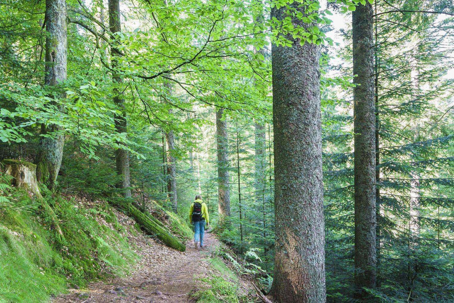 Eine Frau wandert durch dichten Wald.