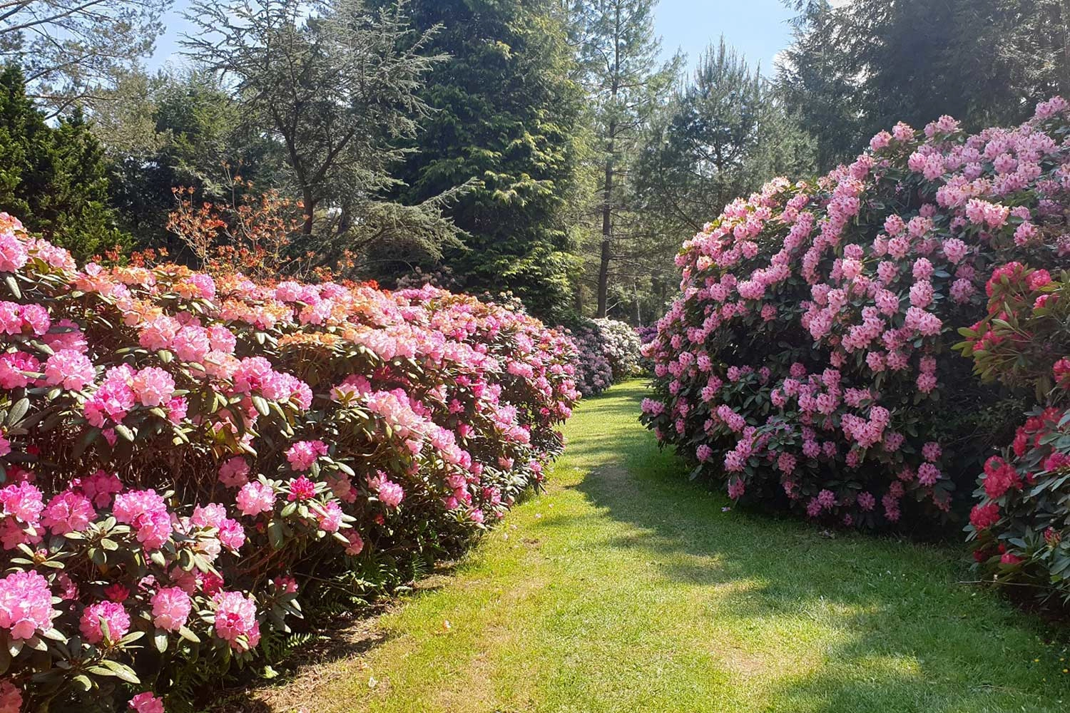 Lush rhododendron and azalea blossoms in different colours line a path through a park