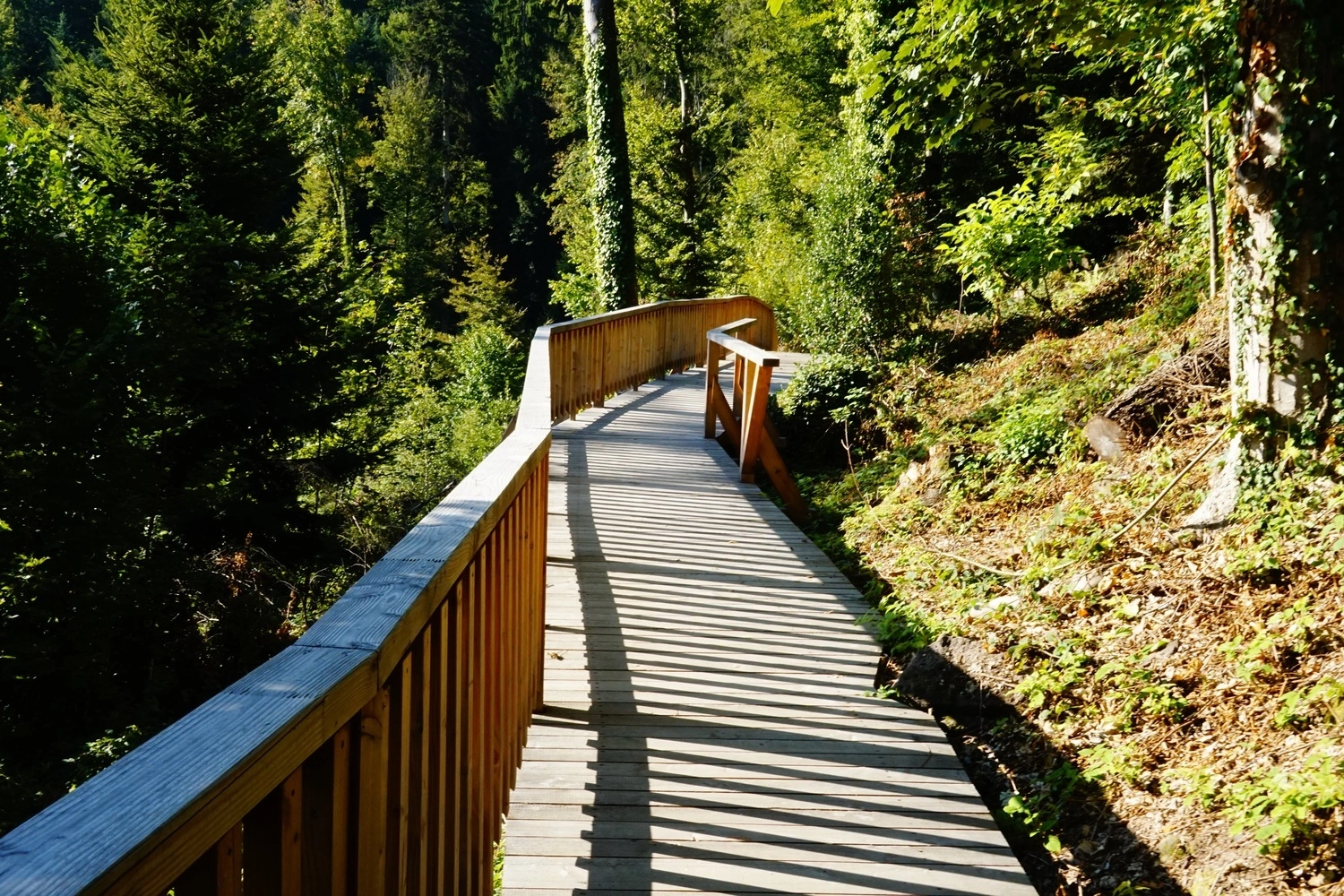 Ein Panoramasteg umgeben von Bäumen.